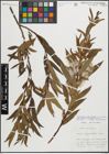 Foto von Salix triandra L. x Salix viminalis L.
